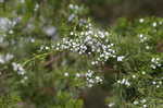 Eastern redcedar